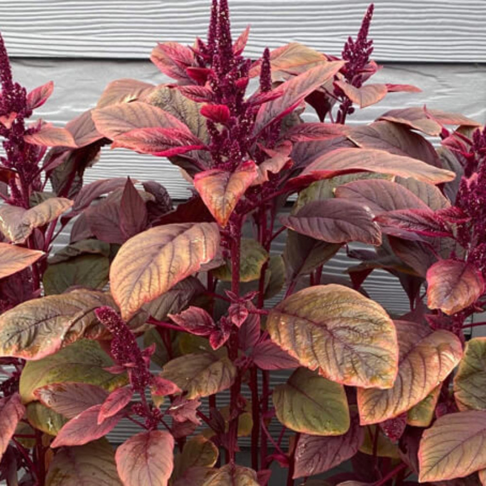 plant amaranth seeds Amaranthus Seeds for Planting – Heirloom, Non-GMO, Easy to Grow, Nutri – Pure Asia Seeds