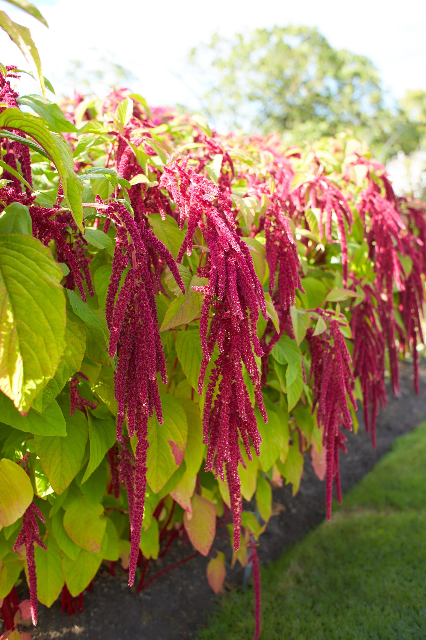 Amaranthus Caudatus (Love-Lies-Bleeding) Seeds - Elegant Red Cascading Flower Plant