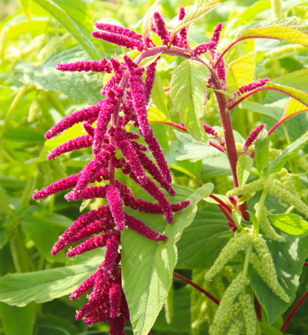 Amaranthus Caudatus (Love-Lies-Bleeding) Seeds - Elegant Red Cascading Flower Plant