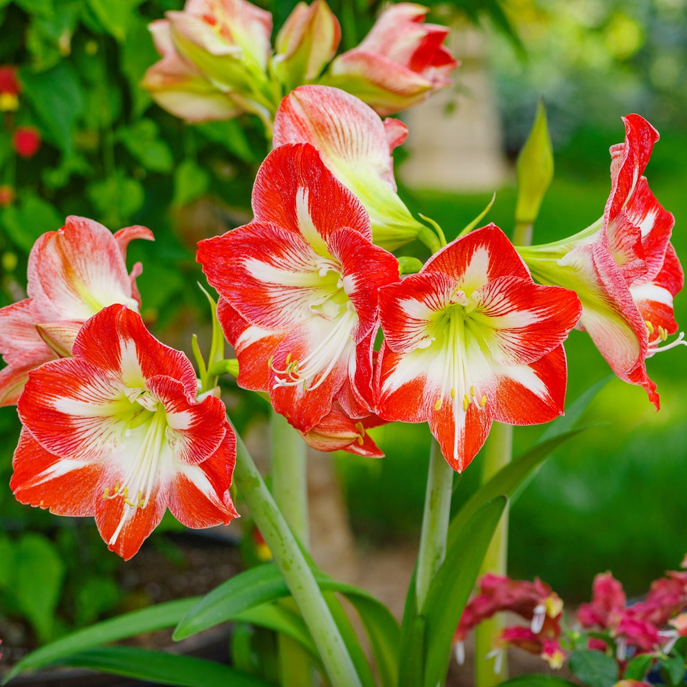 Amaryllis Flower seeds for Planting - Garden Favorite, Heirloom & GMO Free Seeds for Home Garden
Sale for planting in home garden