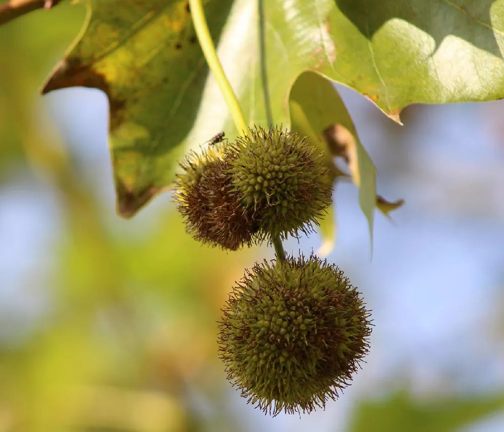 American Sycamore Plant Seeds