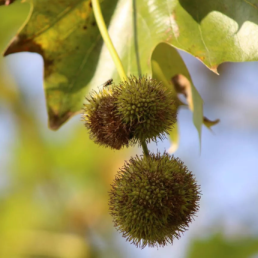 Graines de plante de platane américain