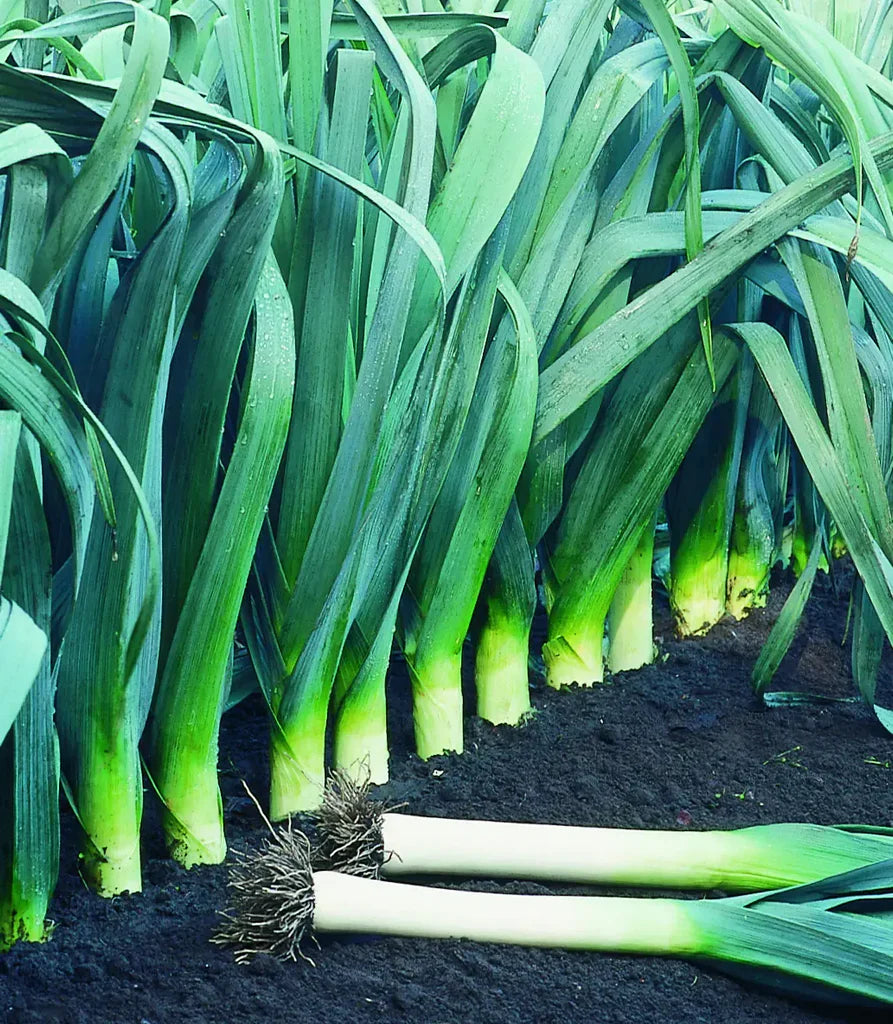 Large American Flag Leek Vegetable Seeds