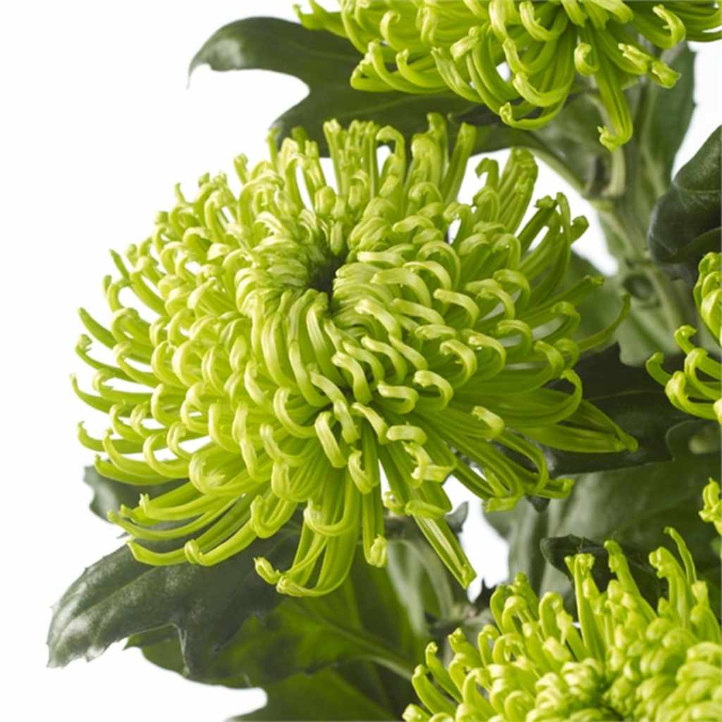 Green Spider Chrysanthemum (Chrysanthemum Morifolium) Seeds – Heirloom, Non-GMO, Perennial, Easy to Grow