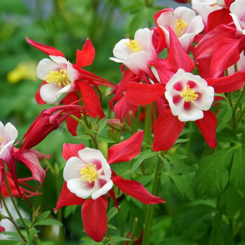 Columbine Aquilegia Flower Seeds