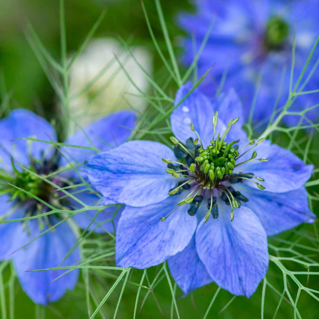 Love-in-a-Mist Flower Seeds for Planting – Heirloom, Non-GMO, Easy to Grow, Annual