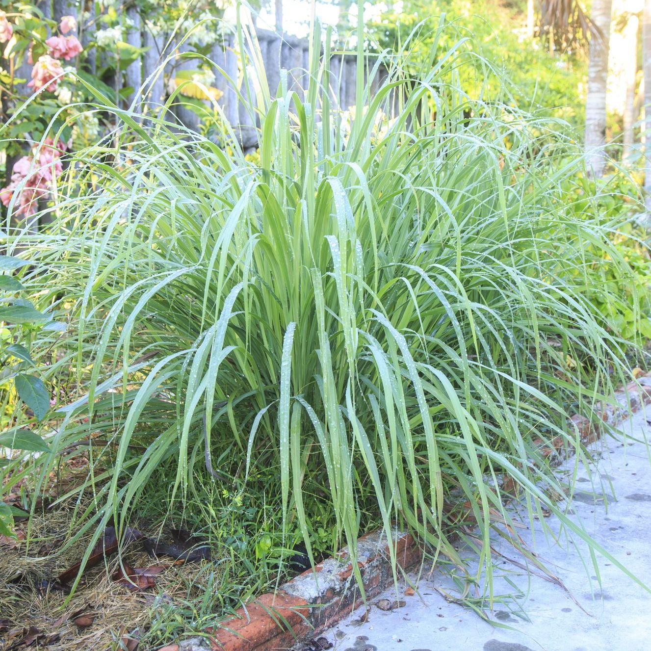 Lemon Grass Herb Seeds