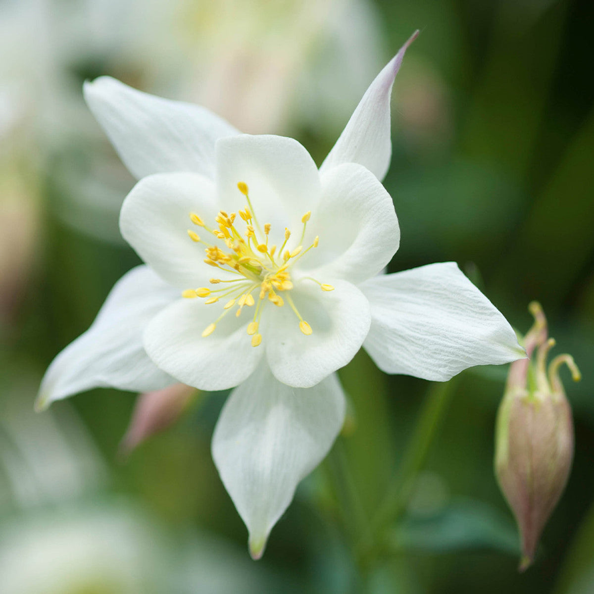 White Aquilegia Flower seeds for Planting - Cut Flower Favorite, Heirloom & GMO Free Seeds for Home Garden
Sale for planting in home garden