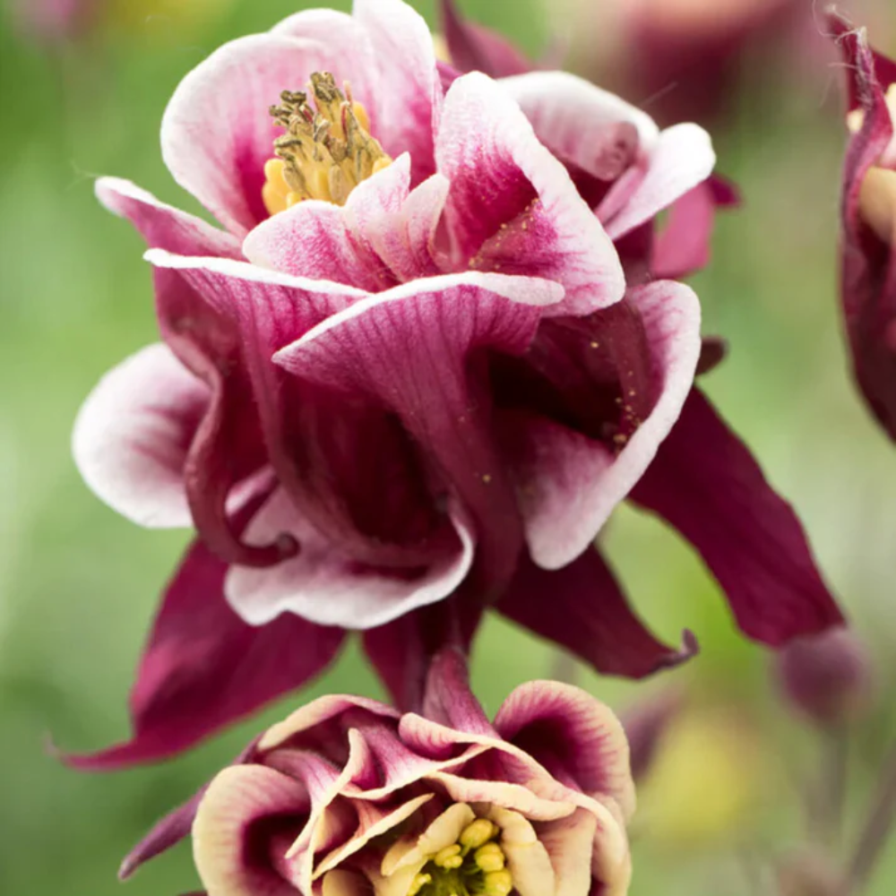 Winky Double Rose Columbine Flower Seeds