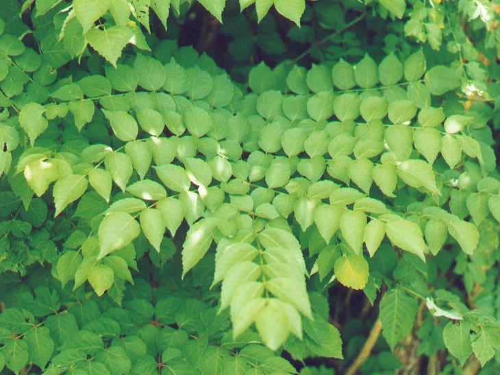 Semi di albero Aralia Spinosa