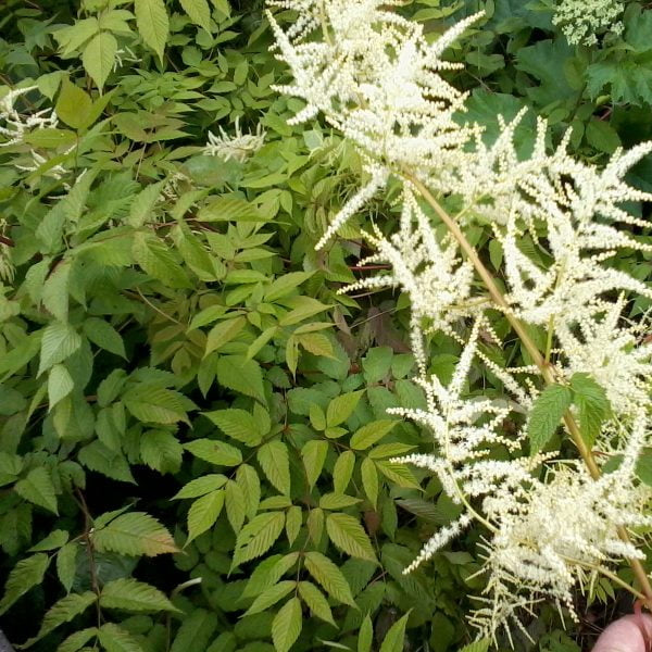 Aruncus Herb Seeds
