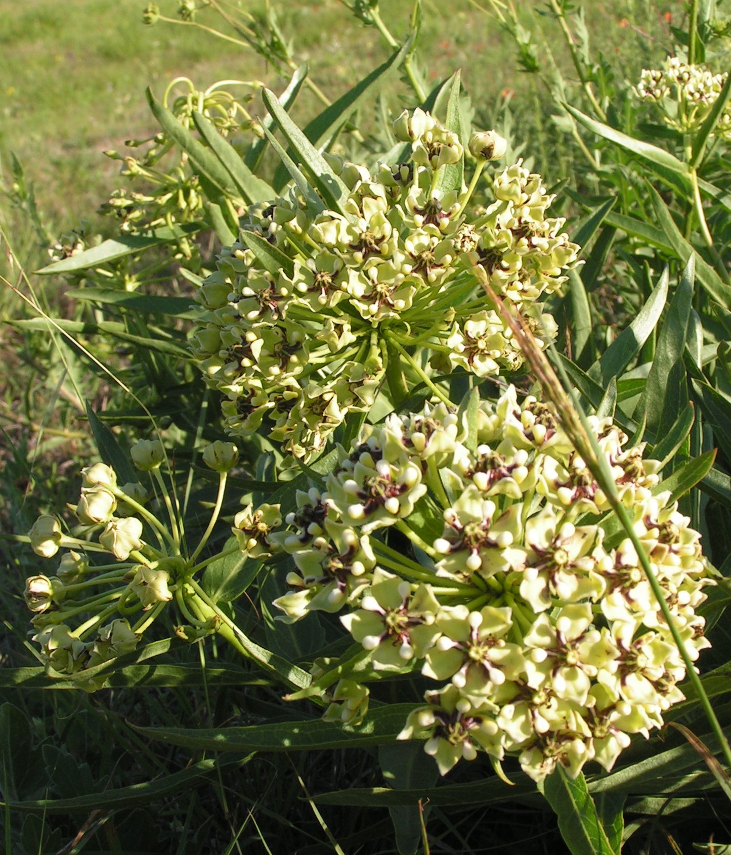 Semi di Erba Asclepias Asperula