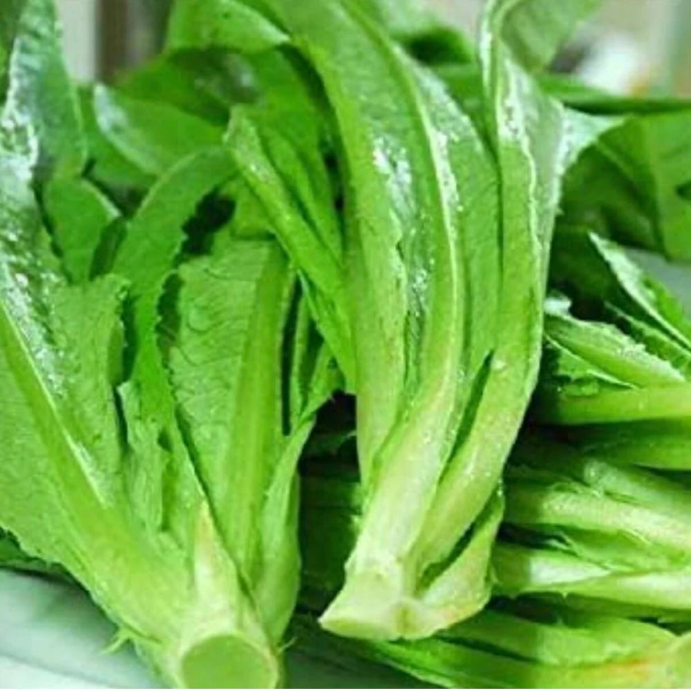 Asparagus Lettuce Celtuce Vegetable Seeds