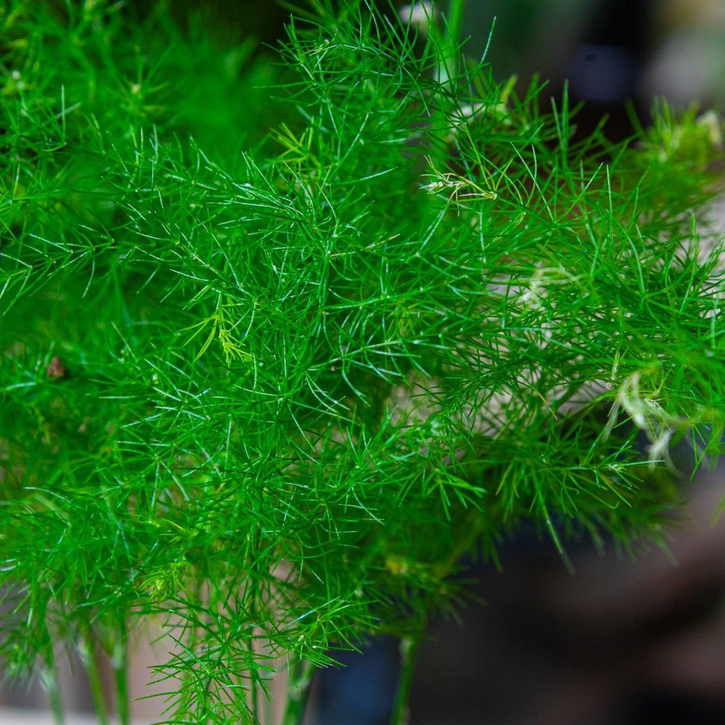 Asparagus Fern Herb Seeds