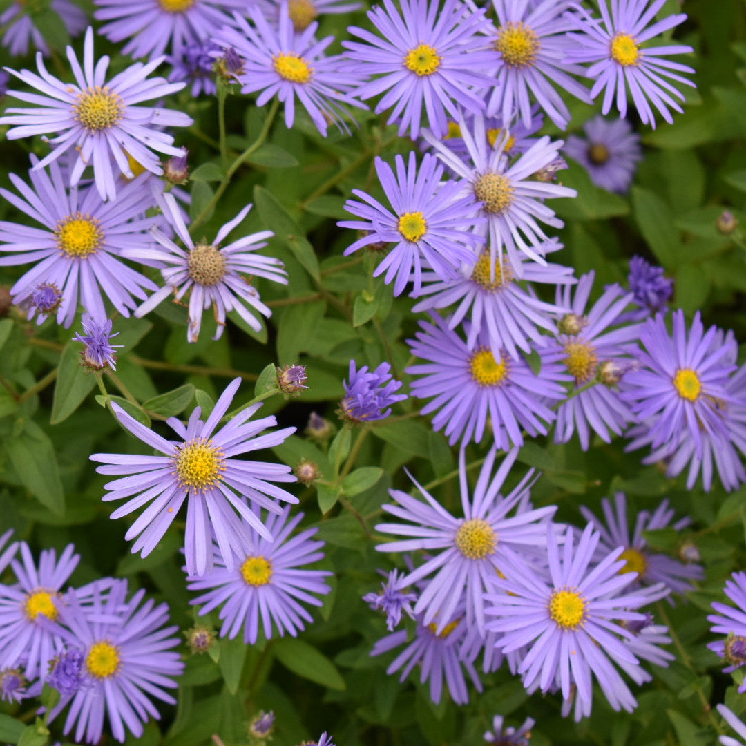 Aster Frikartii Flower Seeds