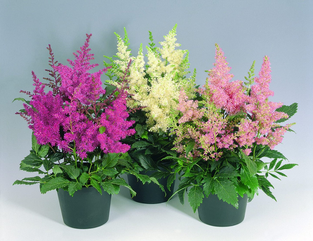 Astilbe Flower Seeds