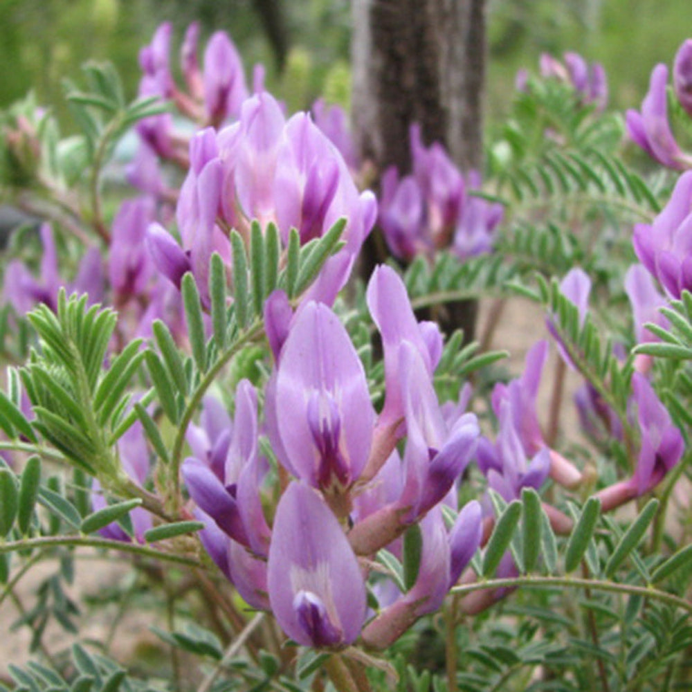 Graines de fleurs d'Astragale Crassicarpus