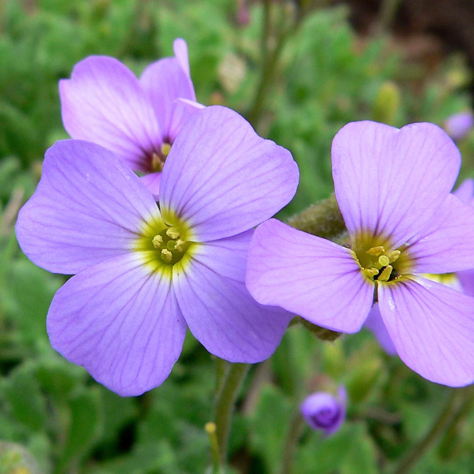 Rock Cress Flower Seeds