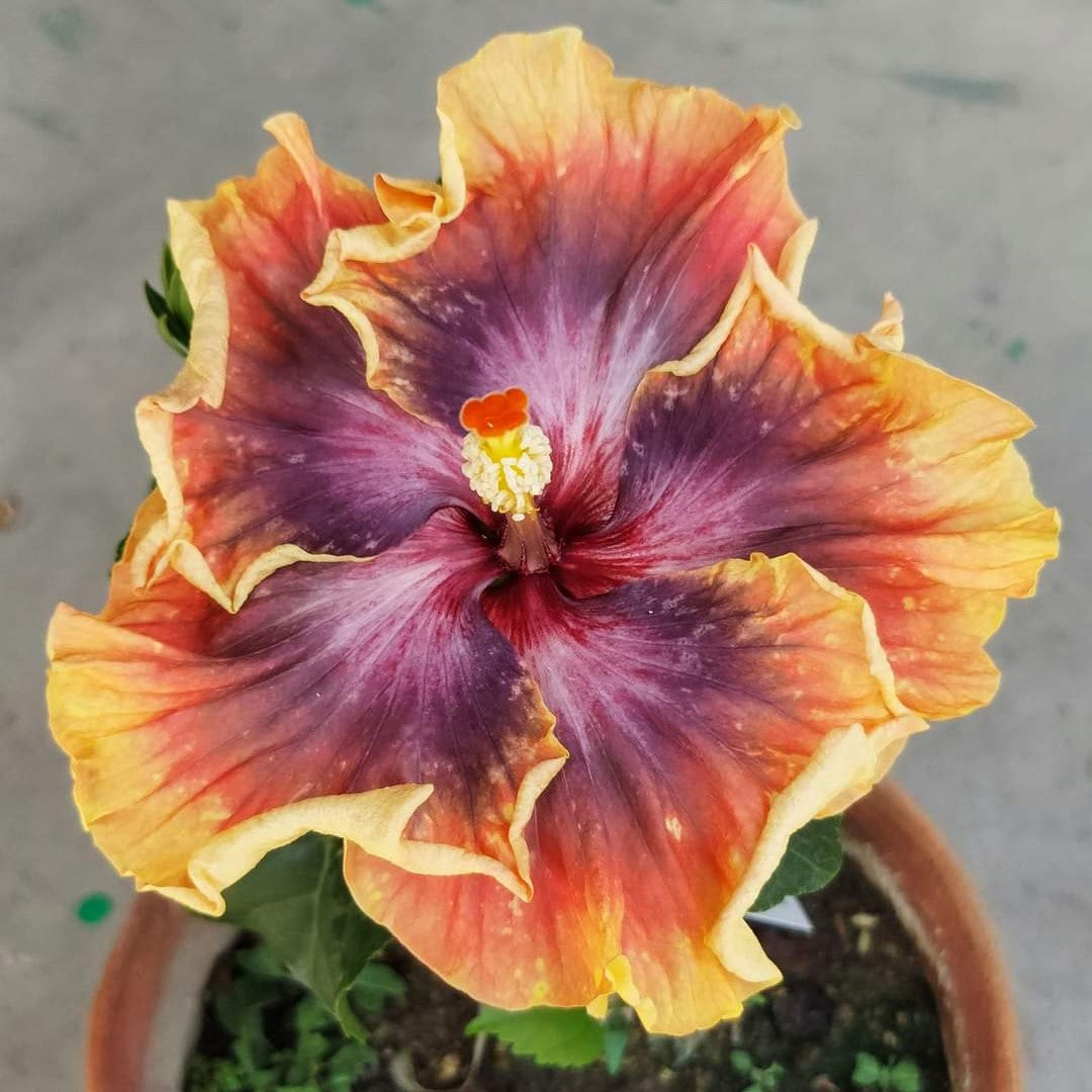 Purple Yellow Hibiscus Flower Seeds