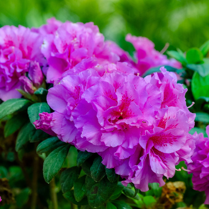 Azalea Autumn Royalty Flower Seeds