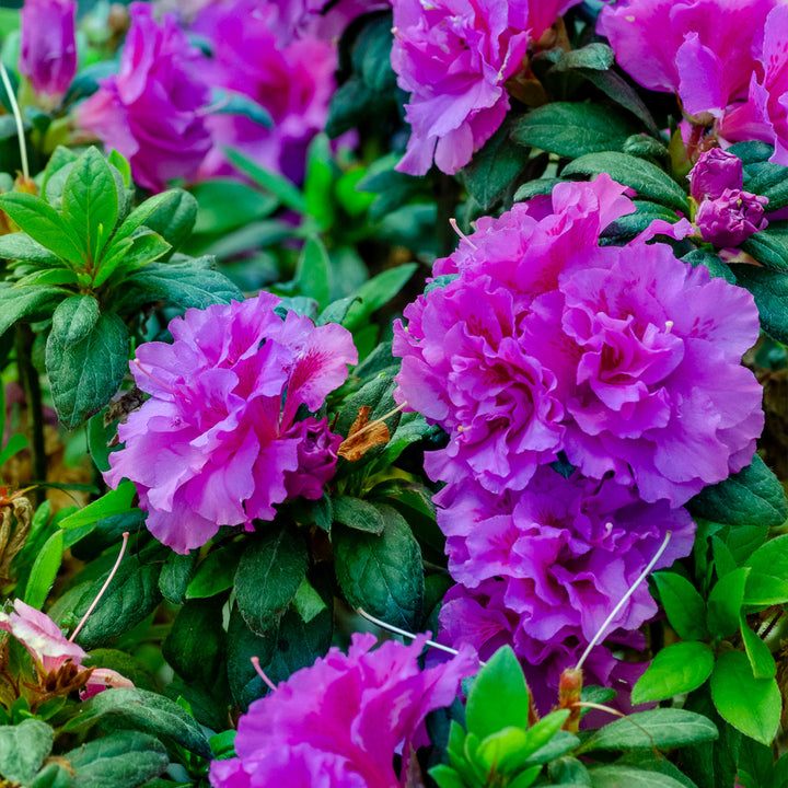 Azalea Autumn Royalty Flower Seeds