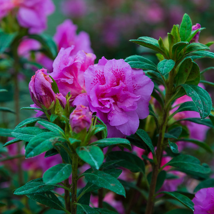 Azalea Autumn Royalty Flower Seeds