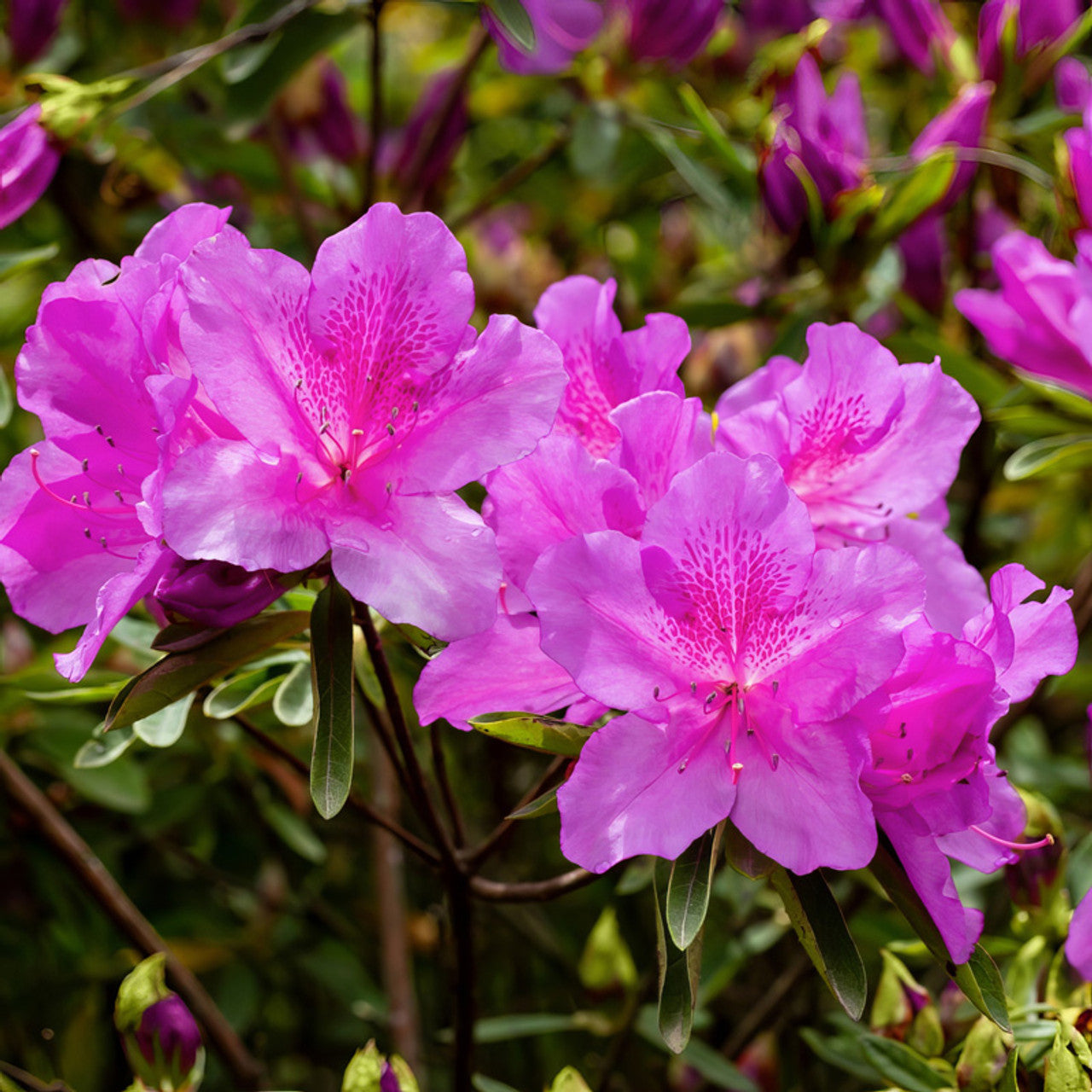 azalea flower seeds for sale Azalea Autumn Royalty Flower Seeds – Heirloom, Non-GMO, Easy to Grow, – Pure Asia Seeds