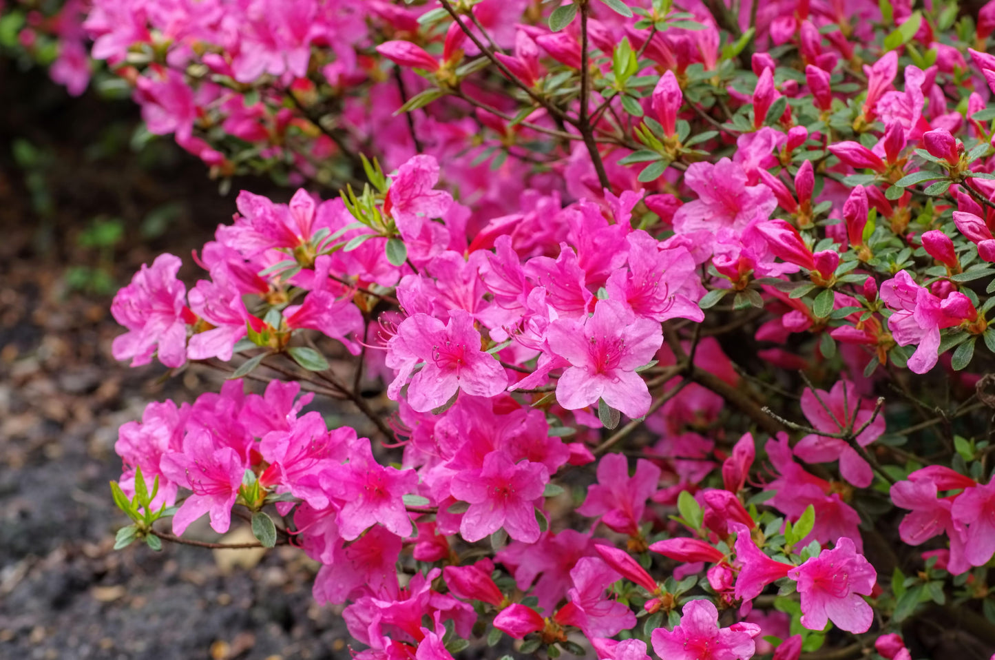 Japanische Azaleen-Blumensamen