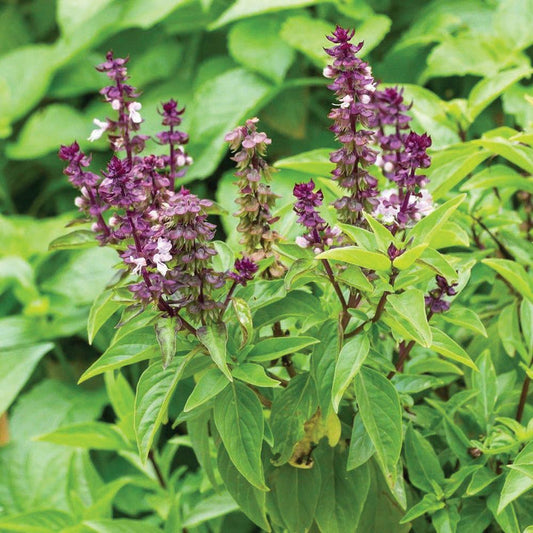Blue Spice Basil Plant Seeds for Planting – Heirloom, Non-GMO, Easy to Grow, Herb