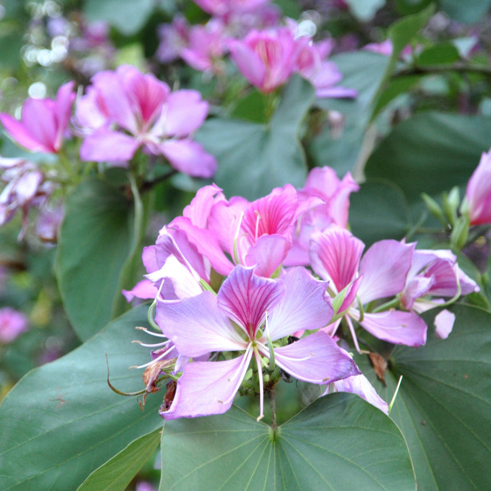 Pink Bauhinia Variegata Flower Seeds