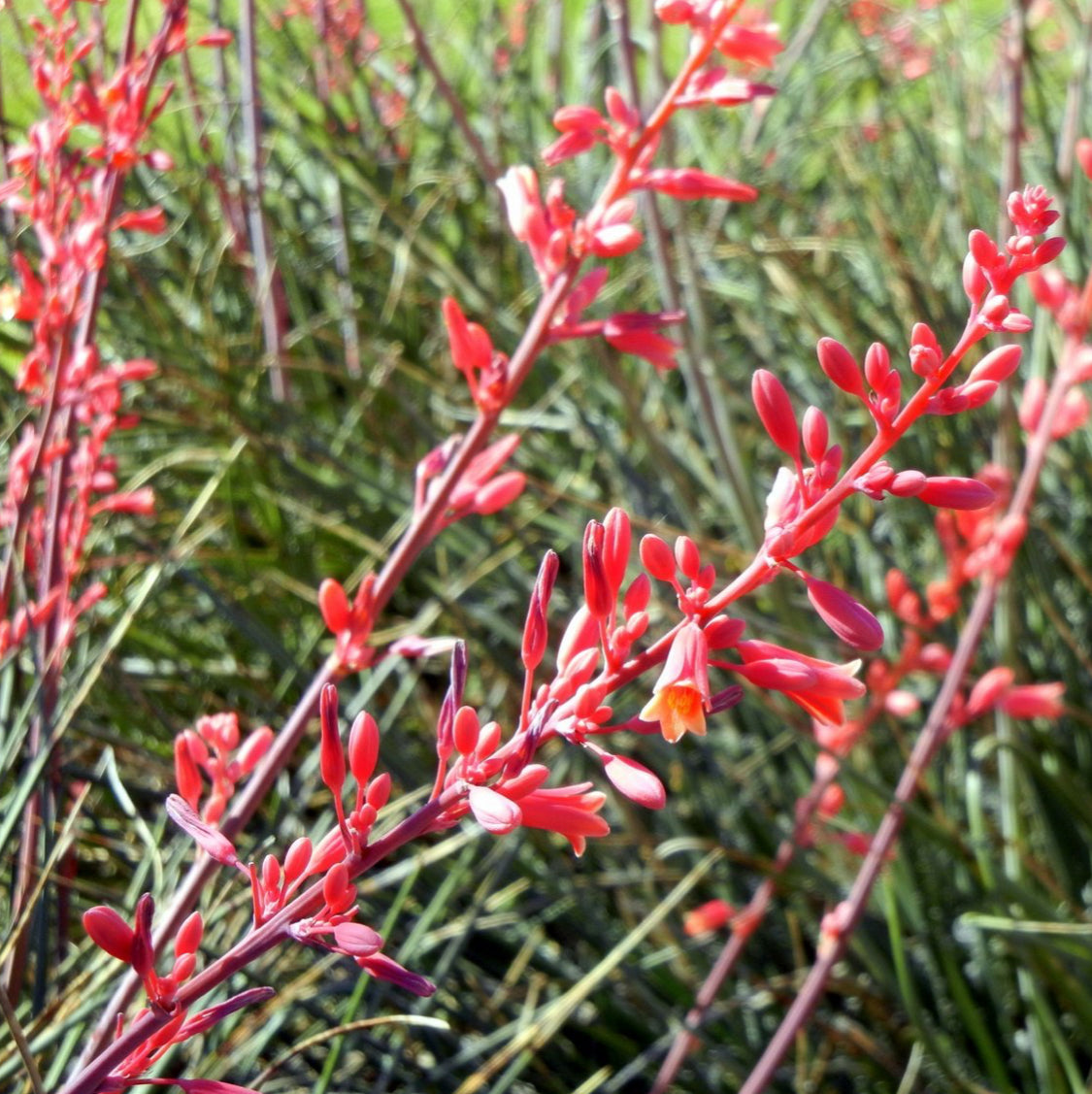 Hesperaloe parviflora (Red Yucca) Flower Seeds for Planting – Heirloom, Non-GMO, Drought-Tolerant, Perennial