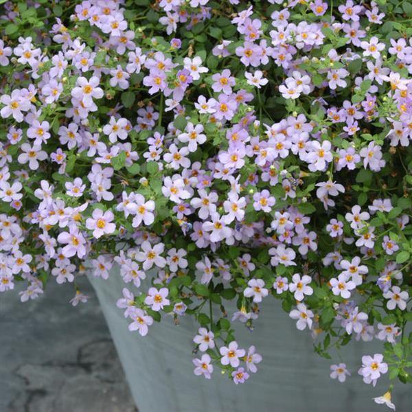 Bacopa Flower seeds for Planting - Fragrant Blossoms, Heirloom & GMO Free Seeds for Home Garden