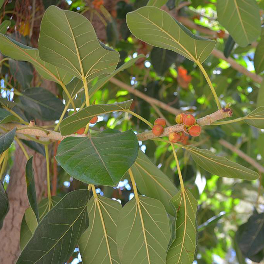 Ficus Benghalensis Tree Seeds for Planting – Heirloom, Non-GMO, Tropic –  Pure Asia Seeds
