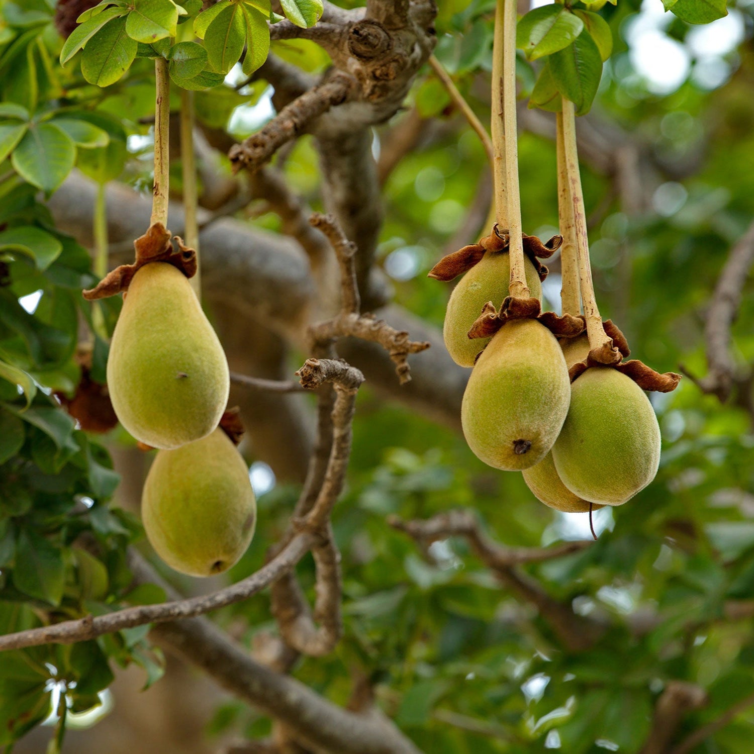 fruit plant seeds Adansonia Digitata (Baobab) Fruit Seeds for Planting – Heirloom, Non-G – Pure Asia Seeds