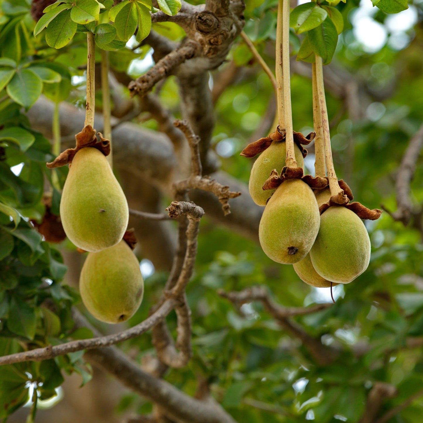 Graines de fruit de baobab Adansonia Digitata