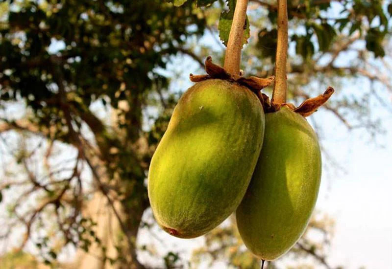Graines de fruit de baobab Adansonia Digitata
