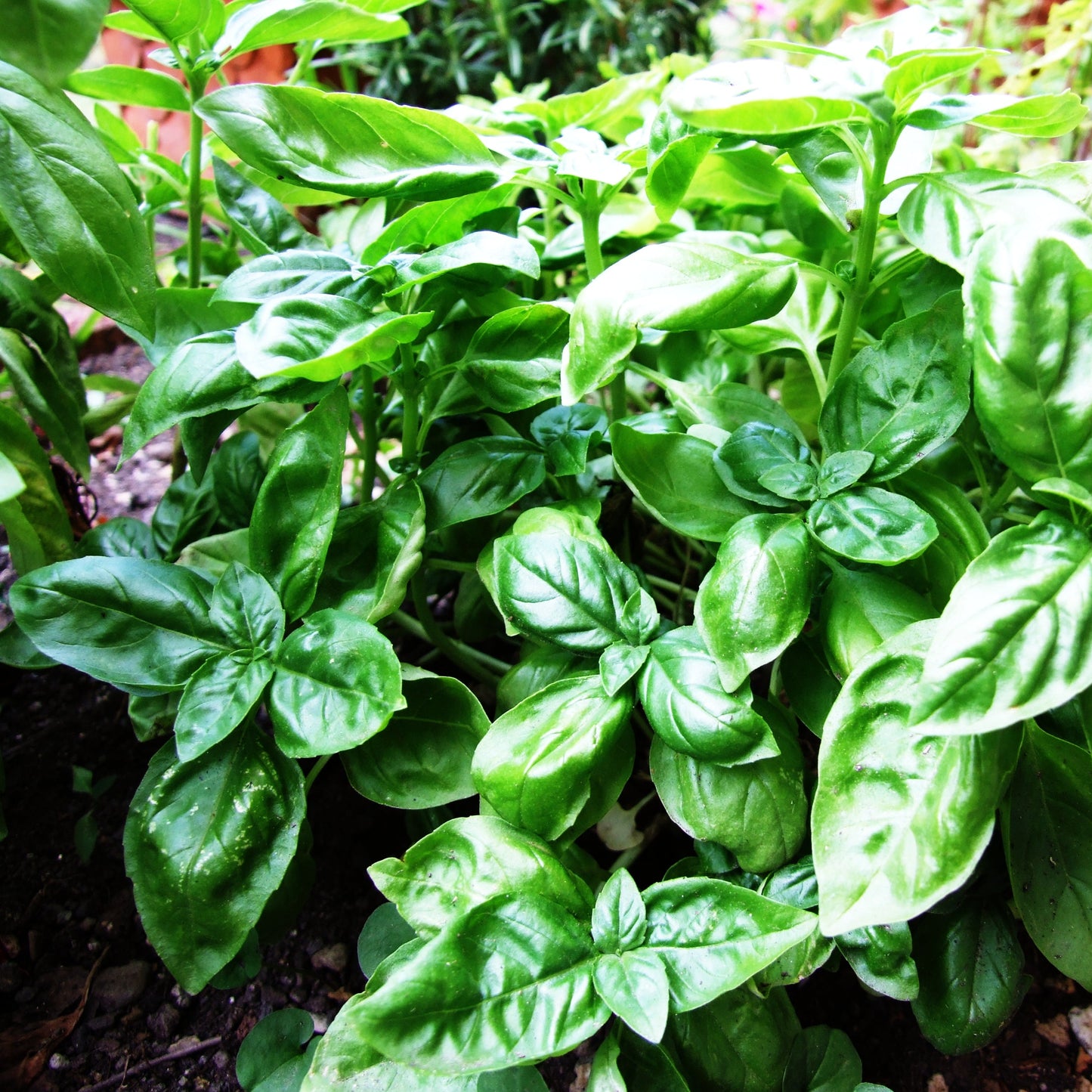 Basil Herb Seeds