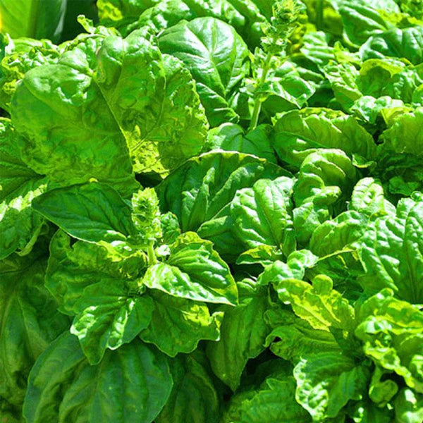 Lettuce Leaf Basil Herb Seeds