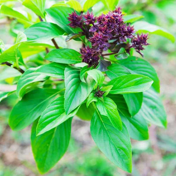 Graines d'herbe de basilic thaï Siam Queen