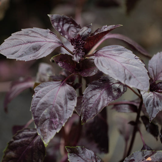 Dark Opal Basil Herb Seeds for Planting – Heirloom, Non-GMO, Easy to Grow, Aromatic