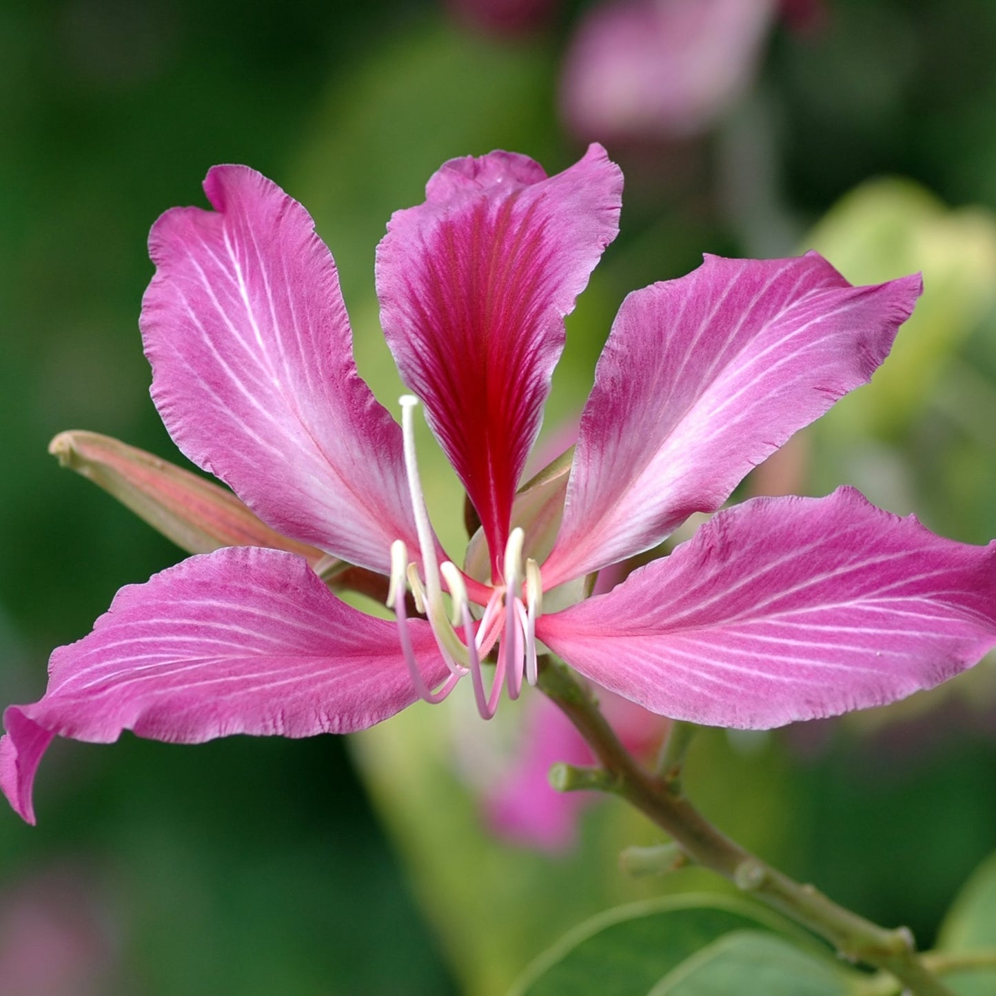 Bauhinia Purpurea Blumensamen