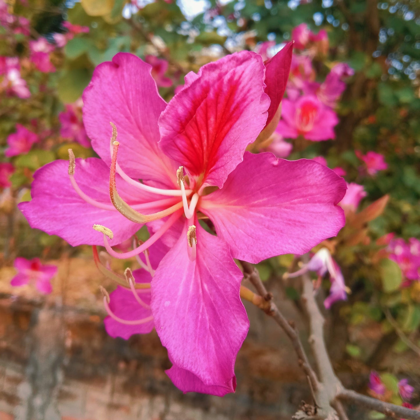 Bauhinia Purpurea Blumensamen