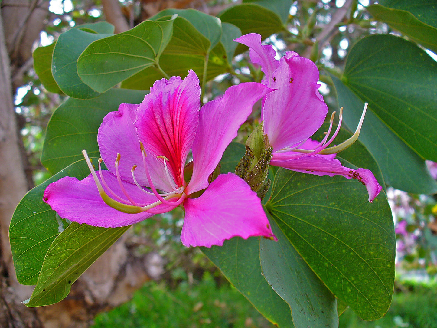 Bauhinia Variegata Flower Seeds