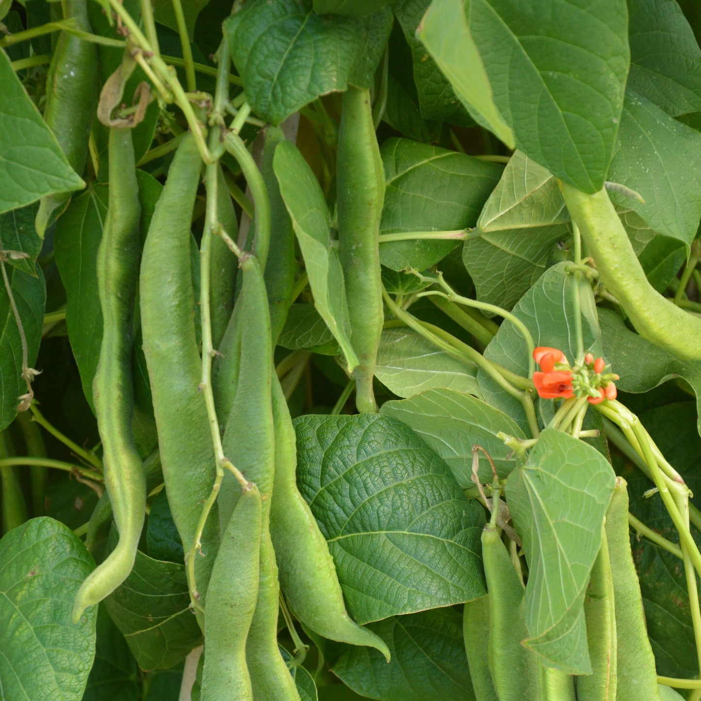 Scarlet Runner Bean Vegetable Seeds