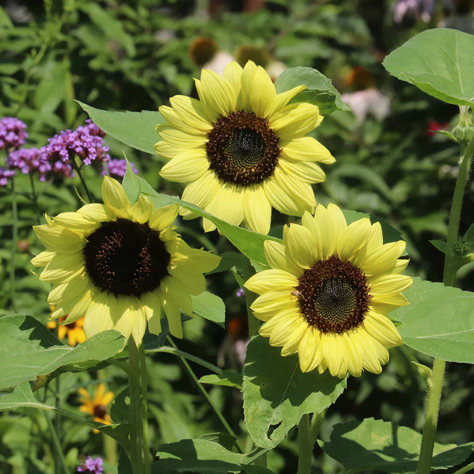 Light Yellow SunFlower seeds for Planting Sun Loving Heirloom & GMO Free Seeds for Home Garden
Sale seeds for home garden planting