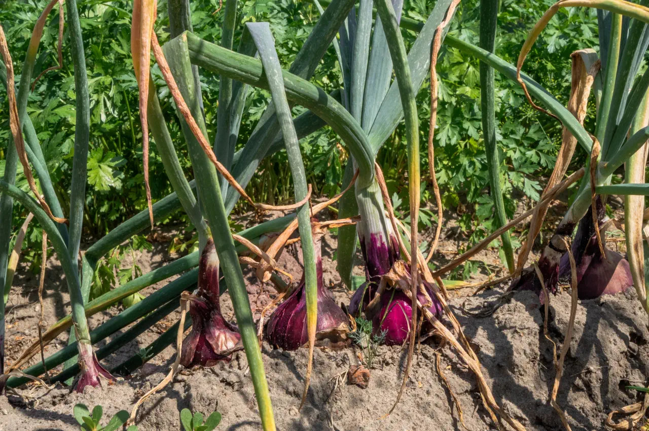 Red Candy Apple Onion Vegetable Seeds