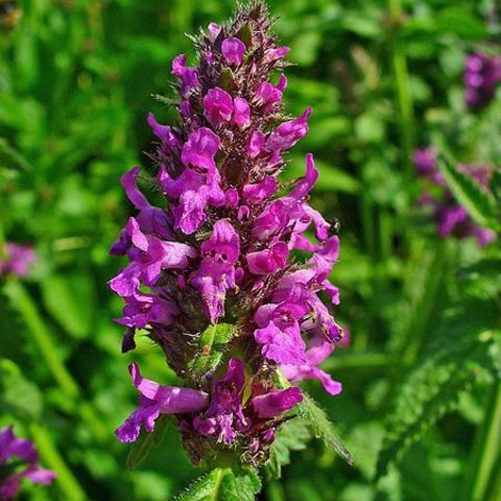 Semillas de hierba Stachys Officinalis