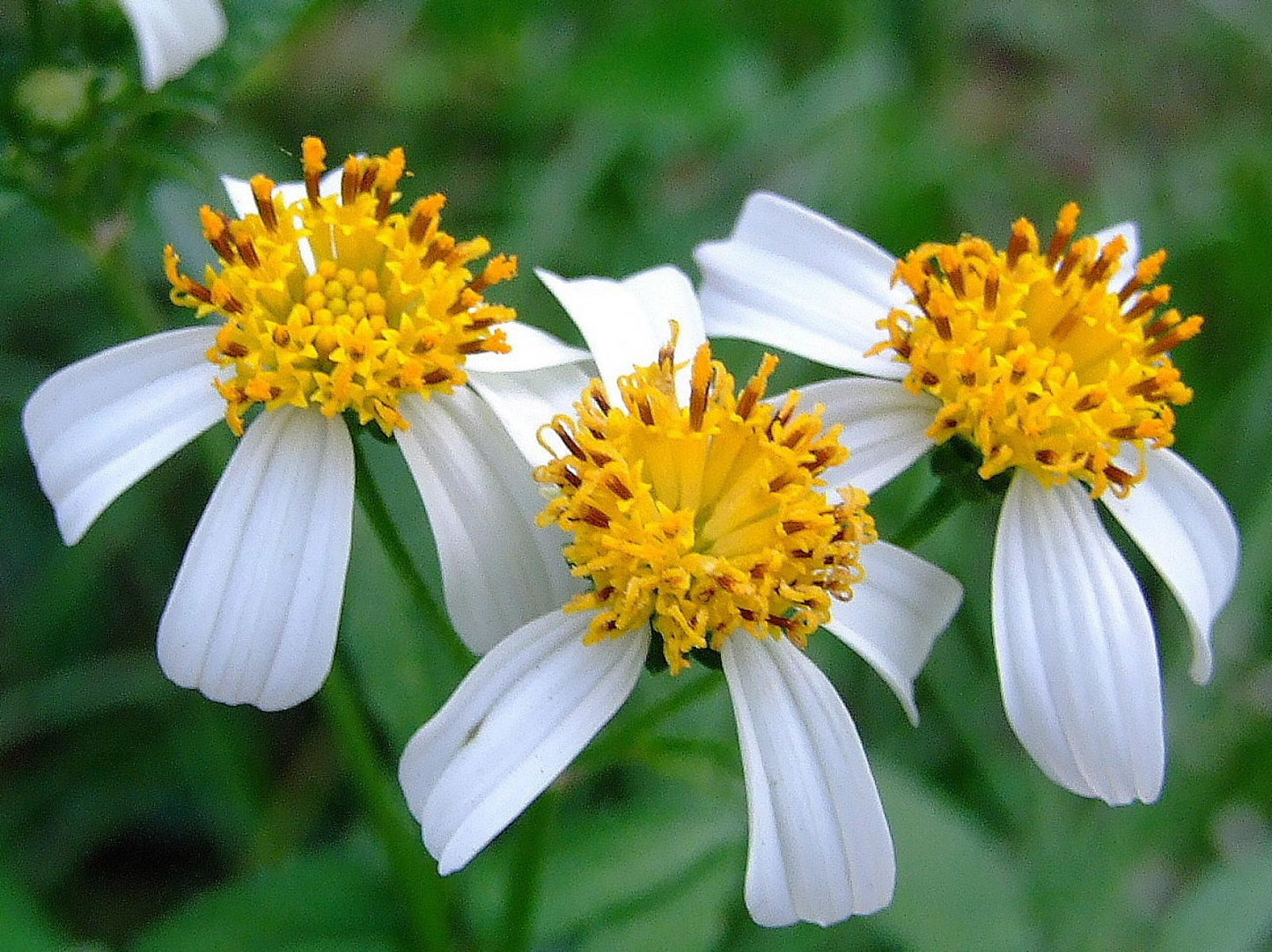 Bidens Alba Butterfly Needles Flower Seeds