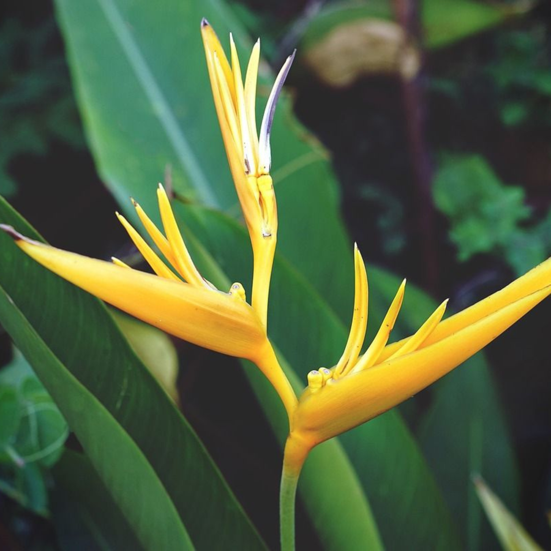 Yellow Bird of Paradise Flower Seeds
