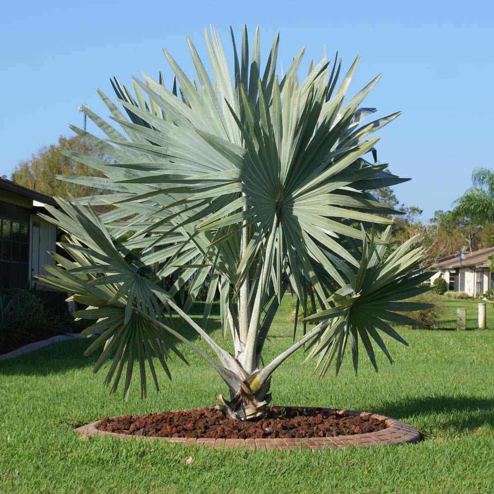 planting bismarck palm seeds Bismarck Palm Tree Seeds for Planting – Heirloom, Non-GMO, Tropical Va – Pure Asia Seeds